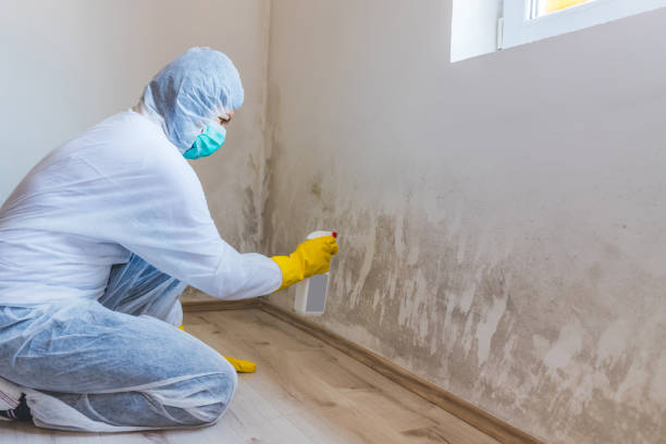 Licensed Basement Mold Remediation service in Lawrence Township, NJ - 24 Hour Mold Removal