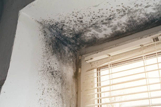 Affordable Basement Mold Remediation solutions in Lawrence Township, NJ